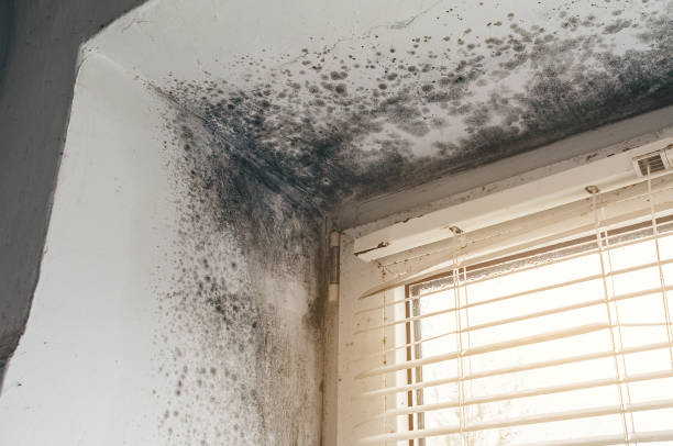 Affordable Mold Cleanup solutions in Melrose Park, NY